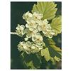Msa crataegus oxyaca 50 ml