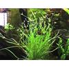 AquaPlants Juncus repens - 1 Mazzo - Piante vive per acquario