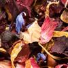 Generico Carcadè Ibisco Samba, de Dammann Frères tè sfuso 250 gr