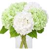 JUSTOYOU Set di 4 fiori di ortensia artificiali bicolori semplici a gambo lungo realistici, 50 cm, grande bouquet di ortensia artificiale realistico, per matrimoni, casa, feste (bianco e verde
