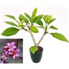 POWERS TO FLOWERS - PLUMERIA FRANGIPANI, altezza 40/60cm, vaso 18, pianta vera