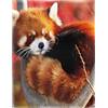 YISUMEI - Coperta in morbida flanella, 150 x 200 cm, motivo: panda rosso