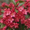 Generic ESCALLONIA RED DREAM fiore ROSSO sempreverde H40CM vaso16 FOTO REALE AMDGarden