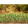 Faller F181250 all - Piante di Mais