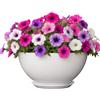 Classic Home & Garden Fioriera, Resina, Stark White, Rosie 25,4 cm