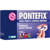 Pontefix Cemento Dentale Fissa Ponti, Capsule Dentali e Denti a Perno