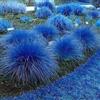 MiTaiyau 1000Pcs Semi Di Citronella Blu Cymbopogon Flexuosus Pianta Da Giardino Balcone Decorazione Semi Di Piante Da Giardino Semi di citronella