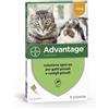 Bayer Advantage 80 Gatti oltre 4 Kg 4 pipette pulci e zecche