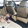 STARROAD-TIM Barriera Per Auto Per Cani Rete Per Animali Domestici Barriera Per Sedile Posteriore In Rete Rete Divisoria Per Auto Con Corda e Gancio Di Regolazione Adatto Per Pick-up SUV （110 *60 cm）