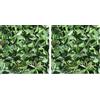 TENAX Divy 3D Plus Photinia, Siepe Sintetica 1,00x3m Foglie Tipo Fotinia su Rete di Plastica (Confezione da 2)