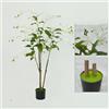 Zstar Albero di gelsomino artificiale da 150 cm, grande albero di gelsomino artificiale con fiori e foglie in fiore, pianta artificiale in vaso, grandi piante artificiali per la casa, l'ufficio, il