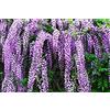 Generico Pianta di Glicine Wisteria rampicante Viola Glicine h80/100 cm in Vaso 16/18 CM AMDGarden