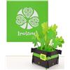 Cologne Cards Biglietto pop-up Irlanda - Irish Shamrocks - Biglietto di auguri 3D Ireland come souvenir, biglietto di compleanno, buono di viaggio, invito a Dublino e viaggio turno irlandese