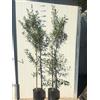 Generico Ulivo Leccino - Pianta di Olivo da Olio H 170 cm in Vaso, Cultivar Italiana a Resa Media, Olive Nere di Qualità, Adatta anche per Mensa - FOTO REALI, Pianta da Esterno