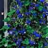 lamphle 50 Pz Semi di Fragola Alta Germinazione Produttiva Fruttificazione Naturale Semi di Bacca Nutriente Forniture per Agriturismo Blu