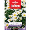 Blumen margherita gigante bianca