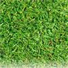 Germisem Prato Tropicale Kikuyu, Verde, 250g