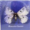 [LP VINILE] Francesco Guccini - "Parnassius" - EDITORIALE