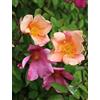Vivaio di Castelletto Rosa cinese Rosa chinensis mutabilis pianta di rose in vaso 7x7 cm Vivaio di Castelletto