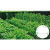 Riegolux 999157 Rete Tutore 20x20 cm, Verde, 2x10 m
