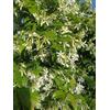 Generico Gelsomino Rhyncospermum, falso gelsomino, vs18 quadrato, fiore bianco profumato