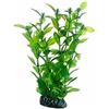 Hobby hygrophila cm 20