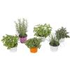 VIVAIO GARDEN FOREST 6 Piantine Aromatiche Miste in Vaso 14 cm - Selezione a Scelta tra Rosmarino, Salvia, Menta, Origano, Basilico, Timo, Citronella e Altri - Mix Erbe da Cucina e Balcone