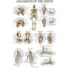 Palace Learning Poster anatomico dei legamenti delle articolazioni, laminato, diagramma anatomico dei legamenti, 18 x 24 cm
