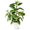 PASCH® Camelia pianta da interno artificiale (29 cm) in vaso di ceramica bianco: piante artificiali come vere | Piante artificiali in vaso | Pianta finta | Piante da interno artificiali | Fiori