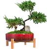 ARTKETTY Vaso per piante grasse grande con drenaggio Vaso per bonsai in ceramica con supporto, contenitore per piante per fiori di cactus poco profondo per l'arredamento dell'ufficio domestico (rosso)