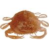 Berkley Gulp! Saltwater Peeler Crab; esca morbida per predatori d'acqua salata; dispersione del profumo per scorfani, passere e pesci rossi, 5 cm, bagliore ambrato