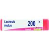 Lachesis mut 200k gr - BOIRON - 801305347