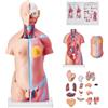 VEVOR Modello Anatomico di Corpo Umano, 23 Pezzi 455mm, Modello di Anatomia del Torso Umano, Modello di Scheletro Anatomico Unisex con Organi Rimovibili, Modello Didattico Educativo per Anatomia