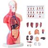 VEVOR Modello di Corpo Umano, 15 Pezzi 28 cm, Modello di Anatomia del Torso Umano Modello di Scheletro Anatomico con Organi Rimovibili, Modello Didattico Educativo per Insegnamento Anatomico