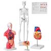 VEVOR Modello Anatomico Umano Set 4 Pezzi Cervello Cuore Torso e Scheletro, Modello di Anatomia per Insegnamento in PVC Parti Staccabili per Formazione Medica Presentazione Ospedale Scolastico