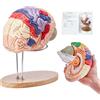 VEVOR Modello anatomico del cervello umano, 2X Modello in 4 parti a grandezza naturale con etichette e base espositiva, Modello cerebrale staccabile Insegnamento Apprendimento Visualizzazione