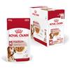 Royal Canin Medium Ageing 10+ | 10 x 140 g | Cibo umido per cani di taglia media (11 a 25 kg) | A partire dai 10 anni | Per supportare un invecchiamento sano