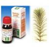 SP.EQUISETUM ARV. TM 50ml