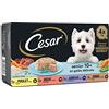 Cesar Pasto per Cani Senior - 24 vassoi (Set di 6 Confezioni 4 x 150 g) - Pasta per Cani in Gelatina - Tacchino, Manzo, Pollo, Agnello, Cibo Completo ed equilibrato con ingredienti Naturali
