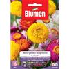 Blumen helicrysum o semprevivo in miscuglio
