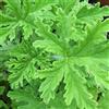 Haloppe Semi di piante di citronella da 100 pezzi per la piantagione di giardini domestici, semi di piante di citronella sempreverdi Verde