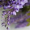 Generico Wisteria floribunda 'issai-naga' - glicine viola pianta rampicante vera, fioritura precoce, pianta da esterno per giardino, 10m altezza, fiori blu chiaro