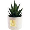 DC DEBORA CARLUCCI Debora Carlucci - Piantina Grassa Vera con Vaso in Ceramica - Idea Regalo e Bomboniera per Casa e Ufficio (Avorio)