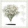 XIATIAN 100 Pezzi Gypsophila Essiccata Bianca Fiori Secchi Decorativi Fiori Secchi Pressati Bianca Naturali per DIY Crafts Facendoi Scrapbooking Decorativi