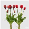 Enzo De Gasperi EDG Enzo De Gasperi Set 2 Bouquet Di Tulipani Sfumature Di Rosso