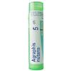 Boiron Agraphis Nutans 5 Ch 80 Granuli 4 g Multidose