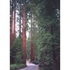 HERBOPLANET Srl Msa Sequoia Gigantea 50ml
