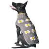 Chilly Dog Daisy Maglione
