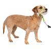 PetSafe Collare e guinzaglio Delicato con Dvd per addestramento