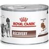 ROYAL CANIN ITALIA SPA Veterinary Diet Wet Dog & Cat Recovery 195 G